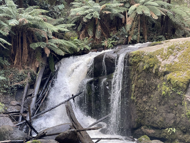 墨爾本不遠處的Toorongo瀑布