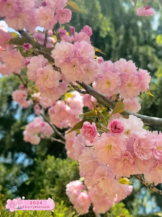 Blooms, blooms, and more blooms! 🪷