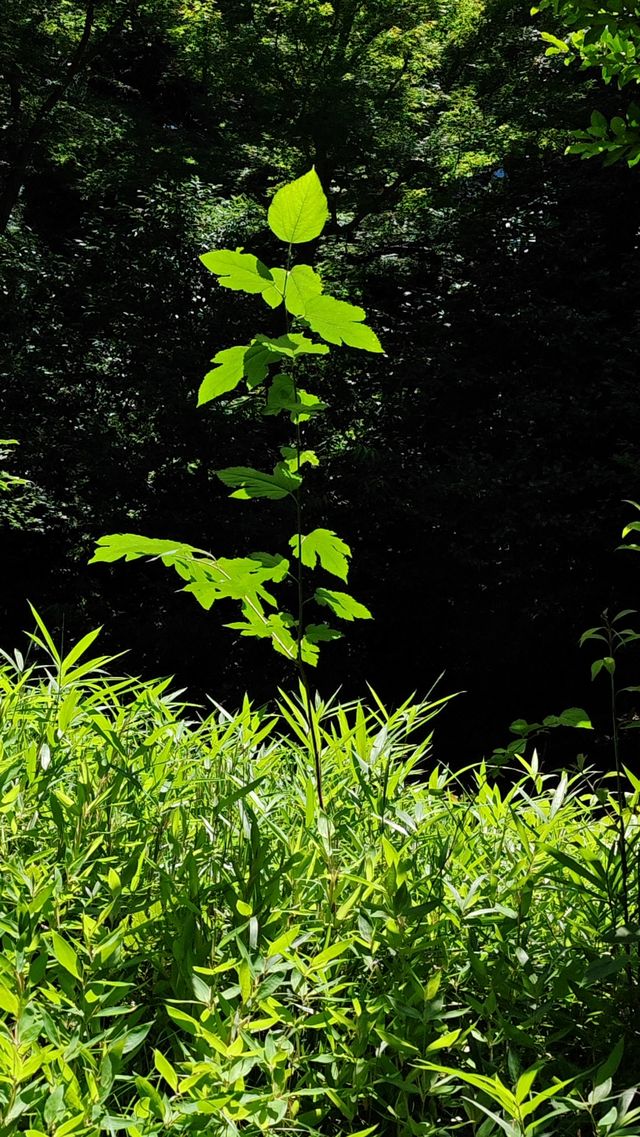 【夏日東京綠】小石川後樂園：深綠淺綠抹茶綠裡愜意一刻