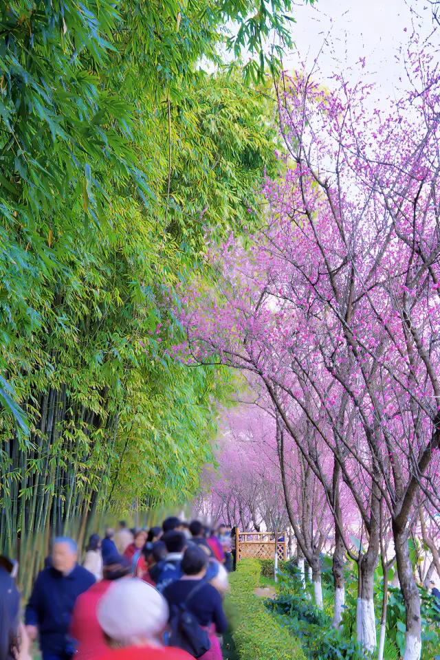 Don't miss the springtime in Chengdu with direct metro access to the best spots for enjoying the Spring Festival flower viewing