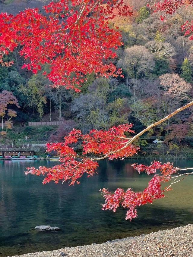 日本·京都楓葉狩賞楓