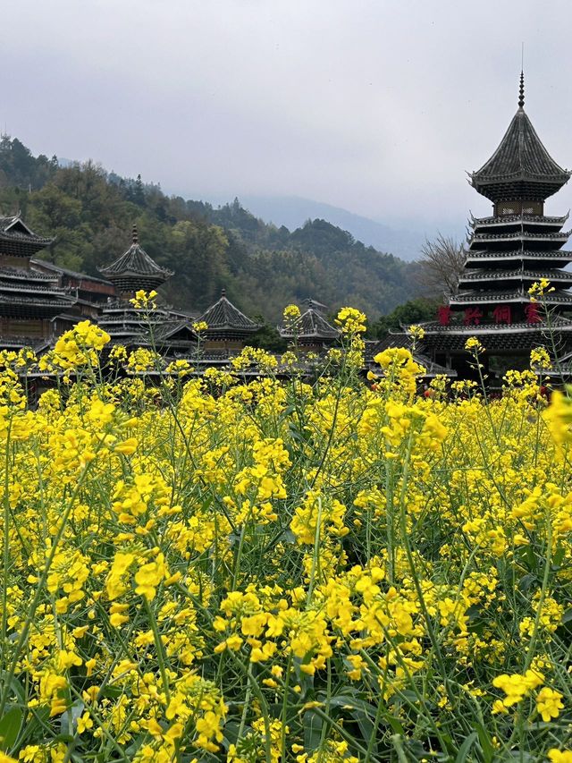 春暖花開 | 又到了賞油菜花的季節