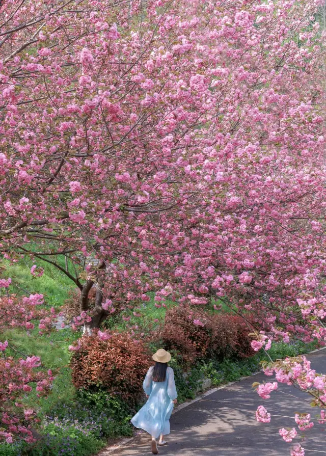 Wuhan Cherry Blossom Viewing Guide