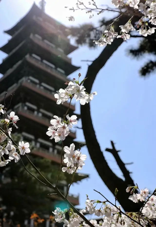 양주 간진로에는 분홍색 벚꽃이 무리지어 피어있습니다