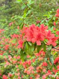 昆明杜鵑花節在黑龍潭公園開幕啦
