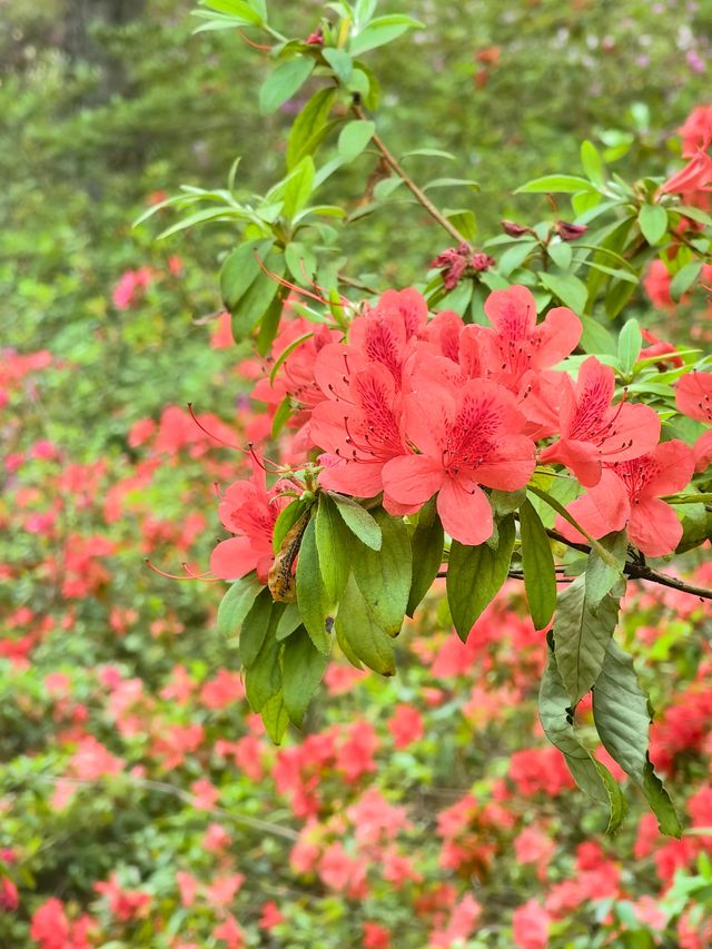 昆明杜鵑花節在黑龍潭公園開幕啦