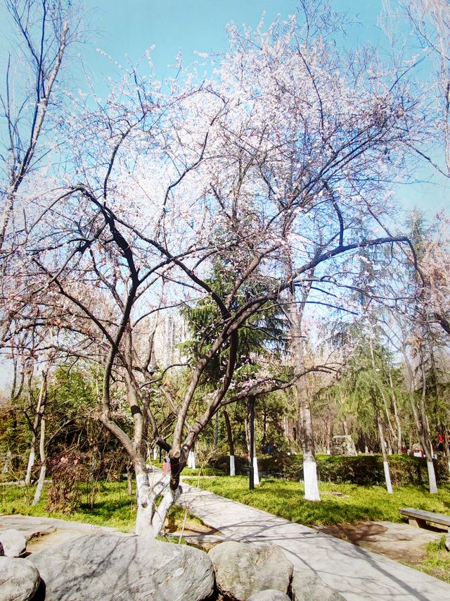 隨春天的腳步來豐慶公園一同感受暖陽、鮮花吧