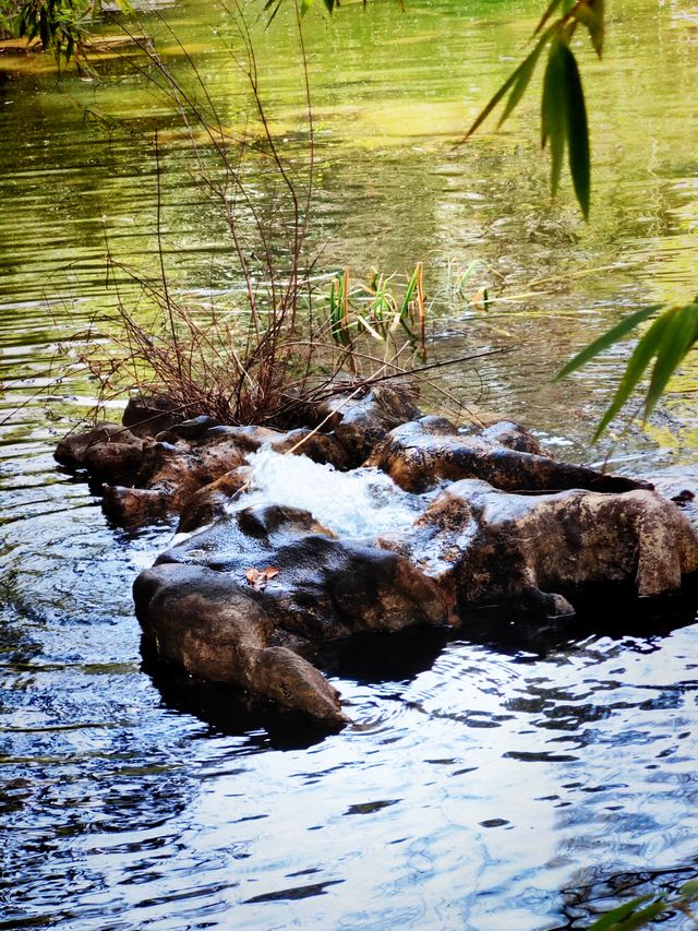 隨春天的腳步來豐慶公園一同感受暖陽、鮮花吧