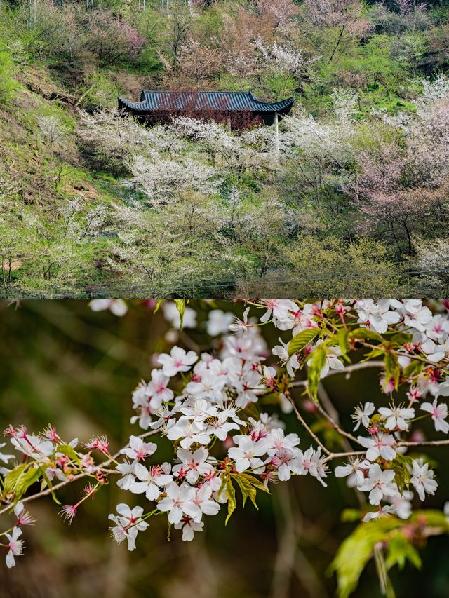 武漢周邊登山遊，清涼寨微微出出汗