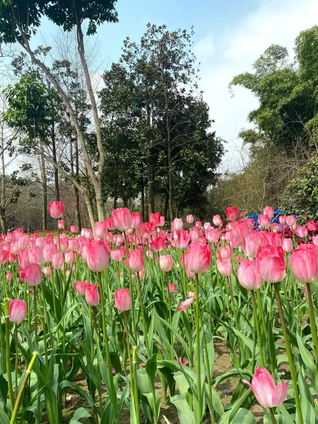 Encountering Spring at Chongqing Zoo~