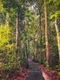 南昆士蘭最美瀑布森林：臥如龍國家公園！