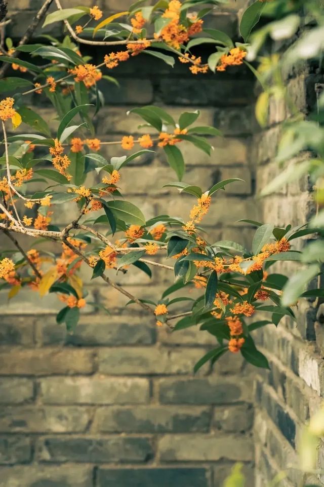 西安賞花攻略 西安賞花攻略