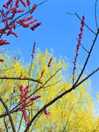 春日來賞花梅陇地區新開免費公園