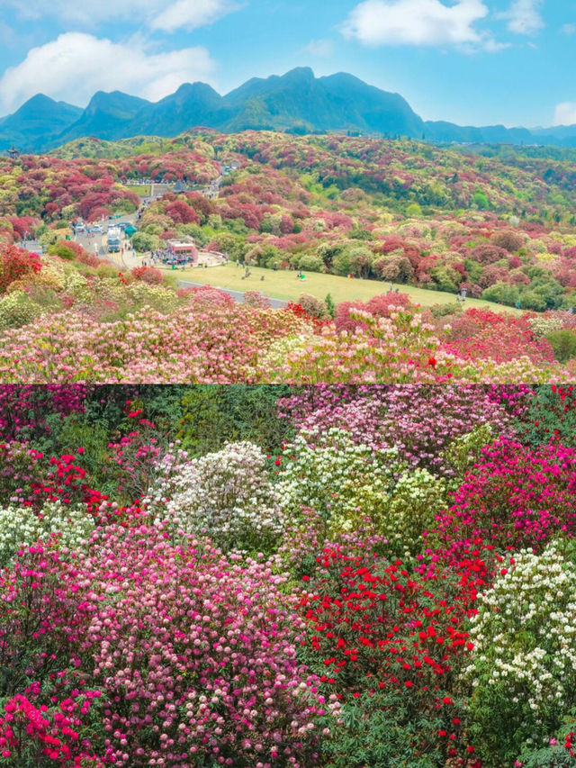 廣東高鐵直達的賞花天花板！漫山花海美絕了