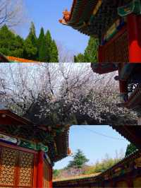 南山大佛親測詳遊攻略，靜心祈福好運常在