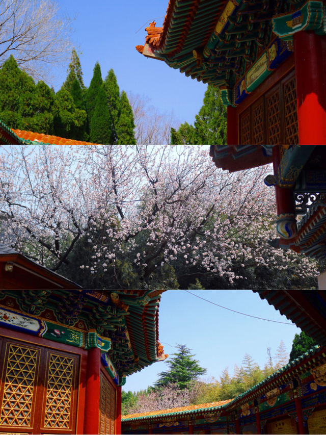 南山大佛親測詳遊攻略，靜心祈福好運常在