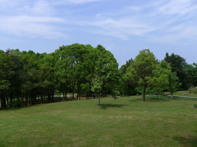 樟林秘境——登高雲山·雲繞迷樟