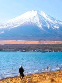 Fuji Mountain Cherry Appreciation Japan 🇯🇵