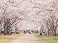 Unforgettable Sakura Hanami Experience
