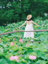 The sole location in Hangzhou where one can freely pluck lotus flowers! Less crowded and niche.