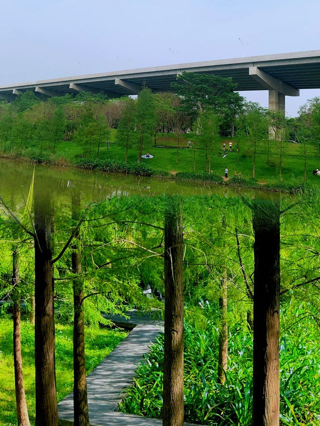 廣州大觀濕地公園：在綠野仙蹤中感受自然的魅力