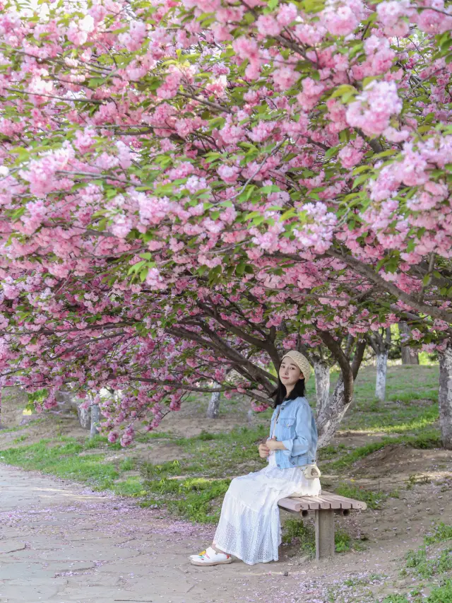 The divine trees of the Cherry Blossom Valley in Beijing's spring are truly breathtaking