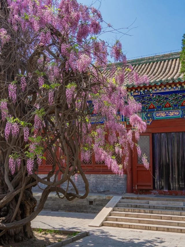 在北京孔廟的百年紫藤蘿已開成瀑布