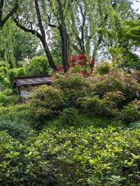 淺緣紫藤花——遊古藤園