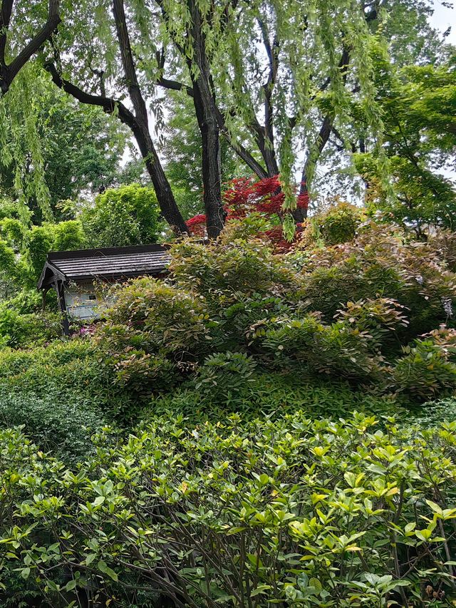 淺緣紫藤花——遊古藤園