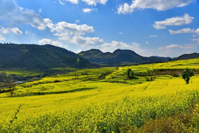Luoping Rapeseed Flower Sea in Yunnan: A Spring Feast Amidst the Golden Waves, A Fragrant Journey Through the Terraced Fields