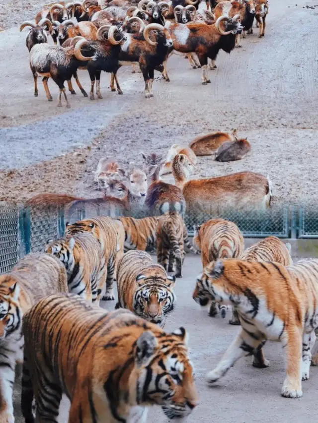 上海動物園超全攻略來啦~