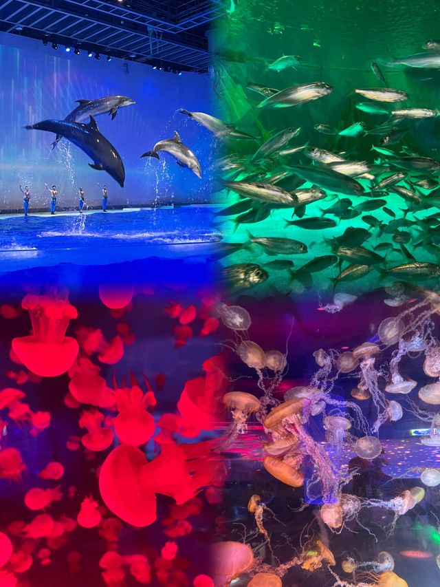 「上海海昌海洋公園」～遛娃聖地！！！
