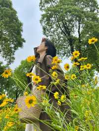 長沙松雅湖偶遇故事裡的小黃花
