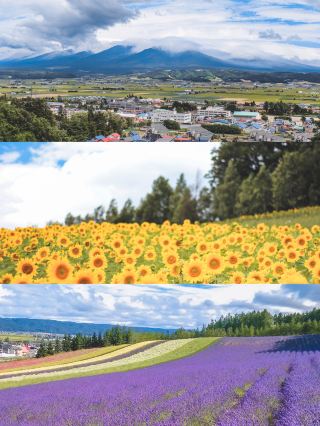 Visit Hokkaido in the height of summer to see the flowers: The complete guide to Furano's lavender