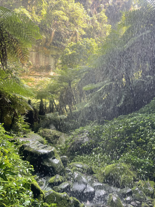 秘境叢林探險～邂逅一場太陽雨