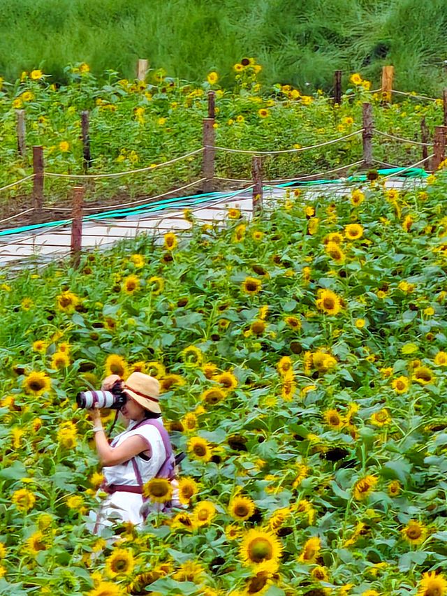 夏日醉美向日葵~蘇州灣體育公園