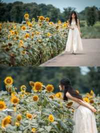 蘇州賞花圖鑑丨仲夏限定的向日葵