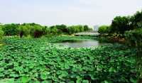 阜陽市潁東區岳家湖公園～荷花綻放