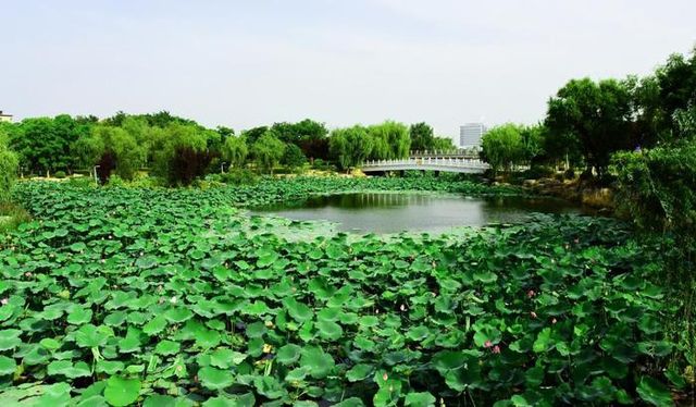 阜陽市潁東區岳家湖公園～荷花綻放