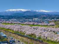 白石川一目千本櫻
