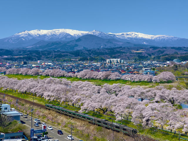 白石川一目千本櫻