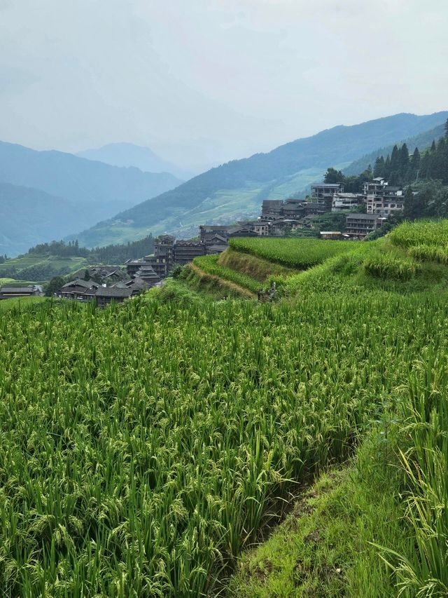 福建聯合梯田｜梯田賞金黃麥田。