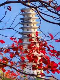 漫山紅葉似彩霞，最美三峽紅葉季來啦。