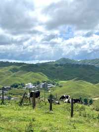 邵陽南山牧場已回，能勸一個是一個。