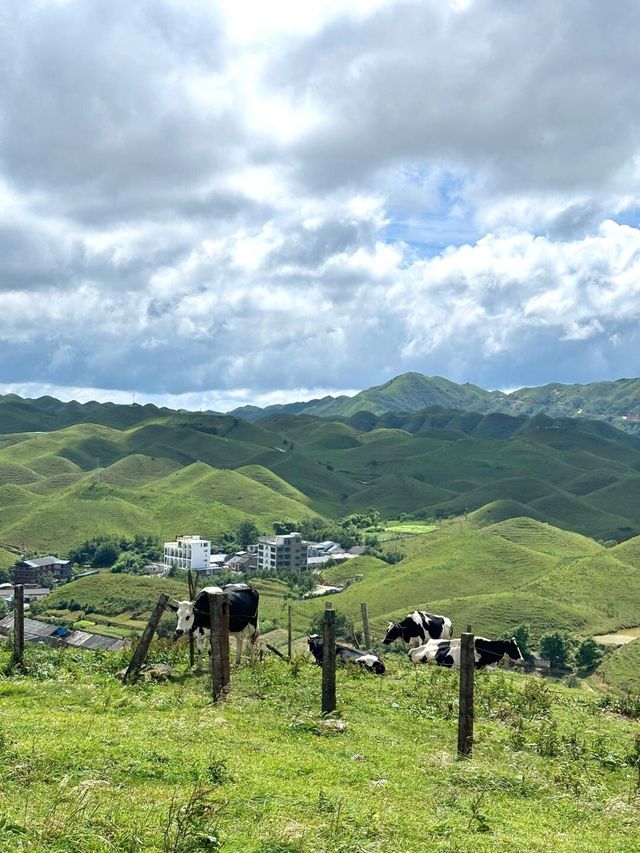 邵陽南山牧場已回，能勸一個是一個。