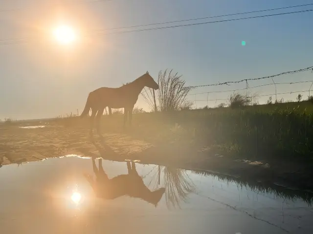 후룬베이얼 대초원 여행.