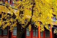 上海｜穿越紅樓，來大觀園賞秋。