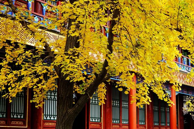 上海｜穿越紅樓，來大觀園賞秋。