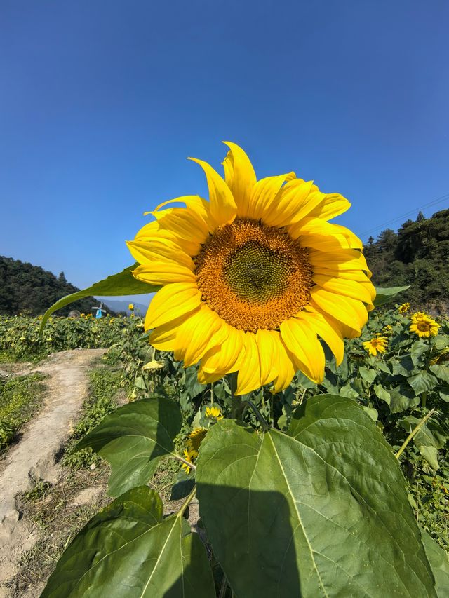深秋走進桐子坳，滿山盡帶黃金甲。