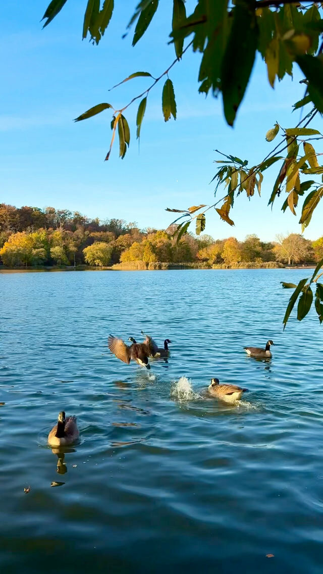 New York | Live Photos: Autumn Palette at Prospect Park